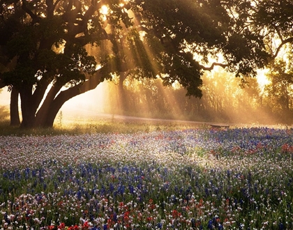 Picture of MORNING MEADOW