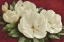 Picture of MAGNOLIA I