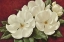 Picture of MAGNOLIA II