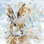 Picture of HARE