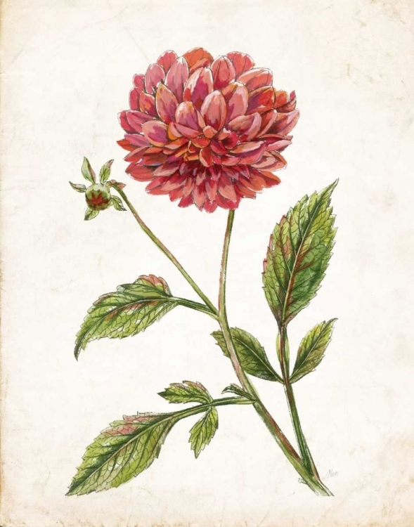 Picture of SCARLET BOTANICAL I