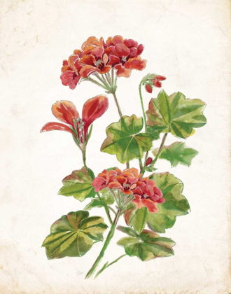 Picture of SCARLET BOTANICAL II