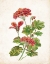 Picture of SCARLET BOTANICAL II