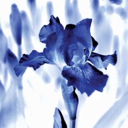 Picture of BLUE ICE IRIS