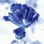 Picture of BLUE ICE TULIP