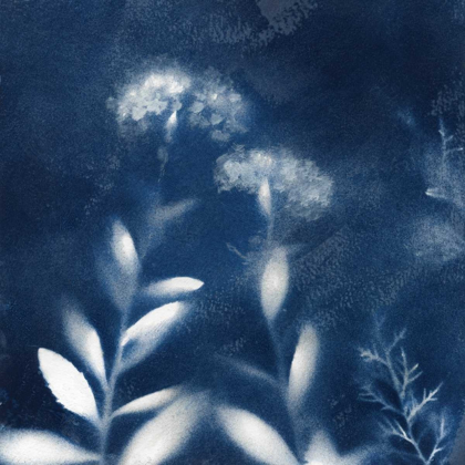 Picture of NATURES INDIGO II