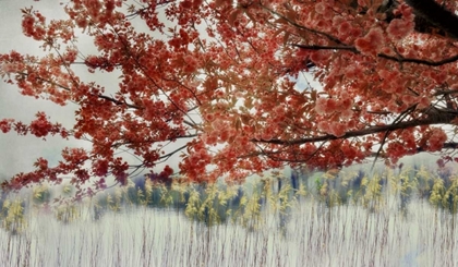 Picture of SAKURA IN THE LAKE II