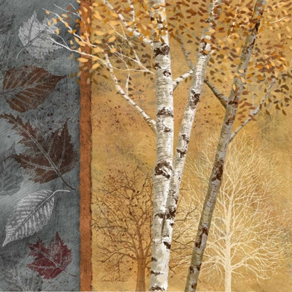 Picture of BIRCH TREES IN AUTUMN I