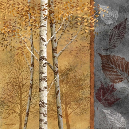 Picture of BIRCH TREES IN AUTUMN II