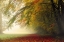 Picture of YOUR BEAUTY SILENCES ME