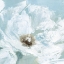 Picture of SINGLE POPPY I