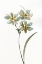 Picture of NEUTRAL BOTANICAL I