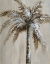 Picture of PALM MAGIC II