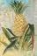 Picture of BOTANICAL PINEAPPLE
