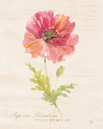 Picture of BOTANICAL POPPY