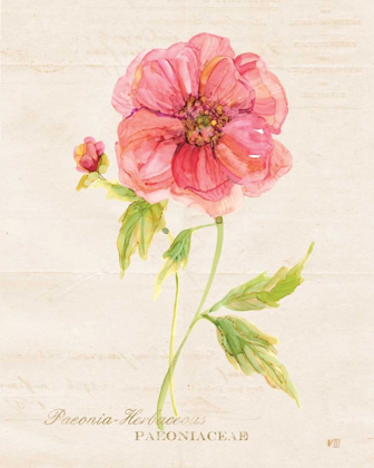 Picture of BOTANICAL PEONY
