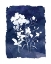 Picture of INDIGO BOTANICAL