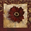 Picture of ANEMONE