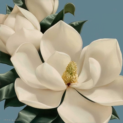 Picture of DOLCE MAGNOLIA