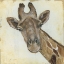 Picture of PATTERNED GIRAFFE