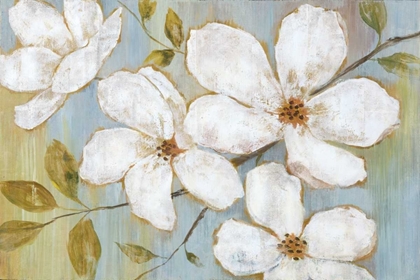 Picture of WHITE BLOSSOMS