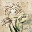 Picture of TULIP BOTANICAL