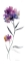 Picture of PERFECT PURPLE III