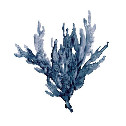Picture of SEA CORAL I