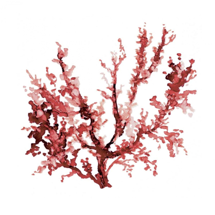 Picture of SEA CORAL III