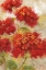 Picture of RED FLORAL I