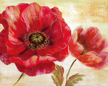 Picture of PASSION FOR POPPIES I