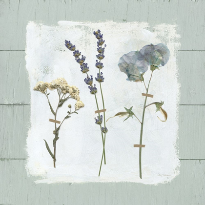 Picture of PRESSED FLOWERS ON