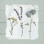 Picture of PRESSED FLOWERS ON