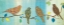 Picture of BIRD CHAT II
