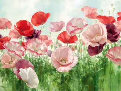 Picture of POPPIES PLEASURE