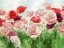 Picture of POPPIES PLEASURE