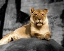 Picture of LIONESS