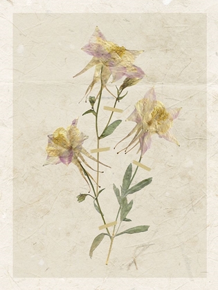 Picture of PRESSED COLUMBINE