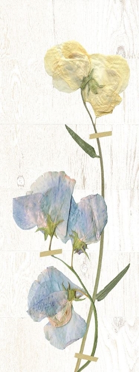 Picture of PRESSED SWEETPEA