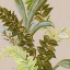 Picture of RAINFOREST II