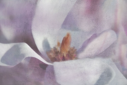 Picture of MAGNOLIA MELODY I