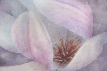 Picture of MAGNOLIA MELODY II