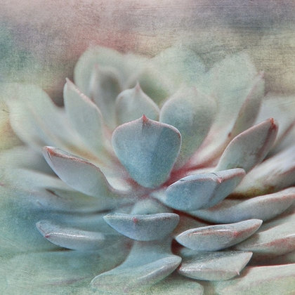 Picture of PASTEL SUCCULENT I