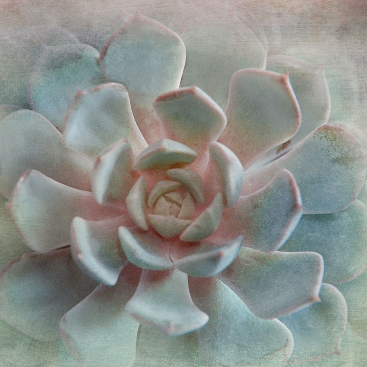 Picture of PASTEL SUCCULENT II