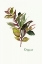 Picture of OREGANO - MINI