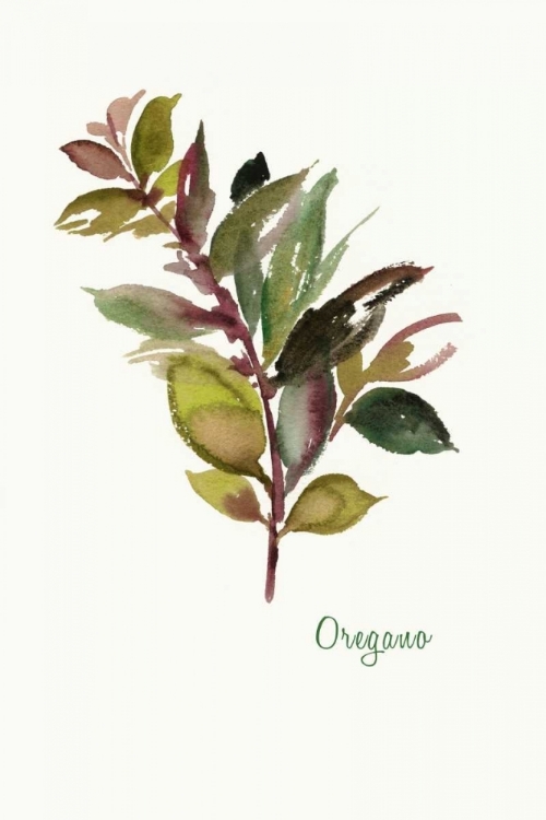 Picture of OREGANO - MINI