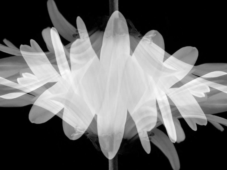 Picture of SUPERIMPOSITION
