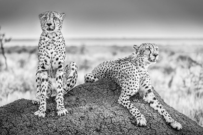 Picture of SCHEID - TWO CHEETAHS WATCHING OUT