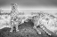 Picture of SCHEID - TWO CHEETAHS WATCHING OUT