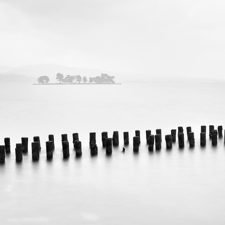 Picture of ISLAND AND TREE